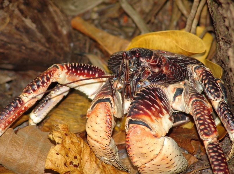 Знакомьтесь, Пальмовый вор