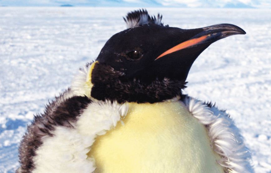 Императорский пингвин фото
