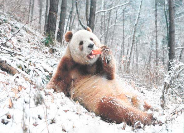 Большая панда фото