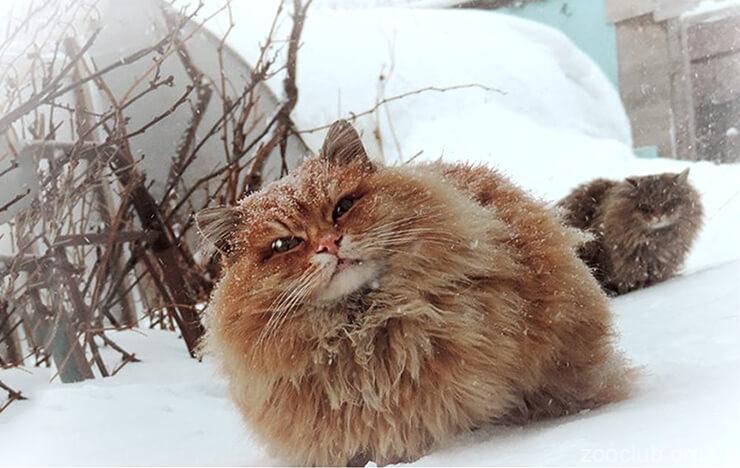 Картинка с сибирской кошкой