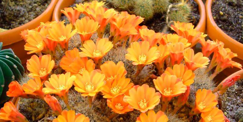 Фото цветущих кактусов Ребуции Фибрига