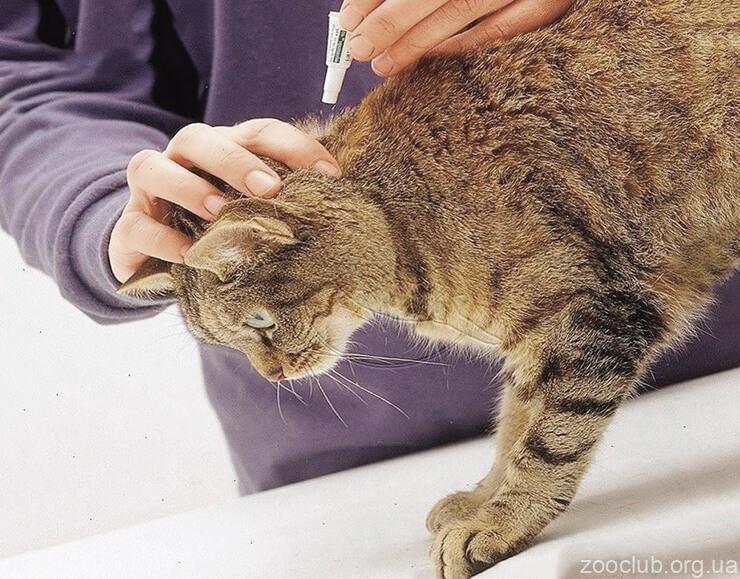 Лечение блох и клещей у кошек