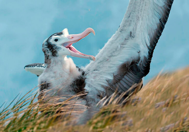Картинка с альбатросом странствующим