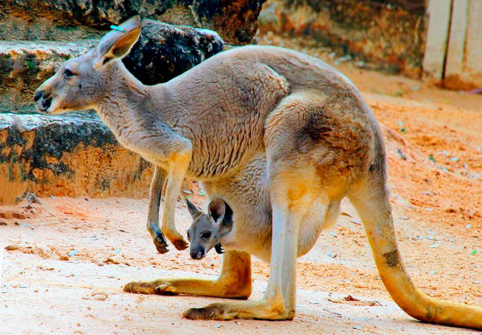 Самка кенгуру рыжего