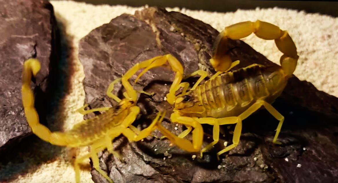 Картинка с жёлтым скорпионом