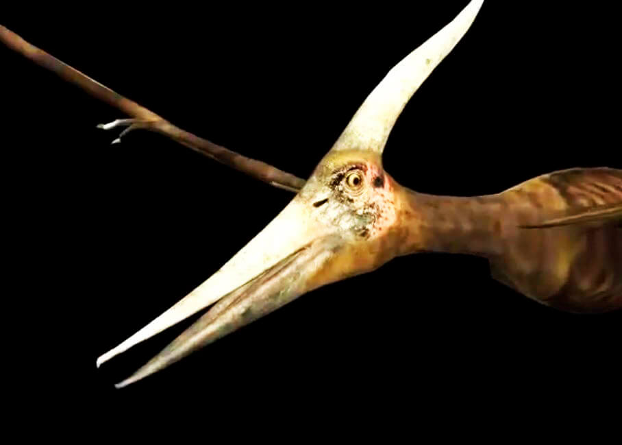 Голова Pterodactyloidea