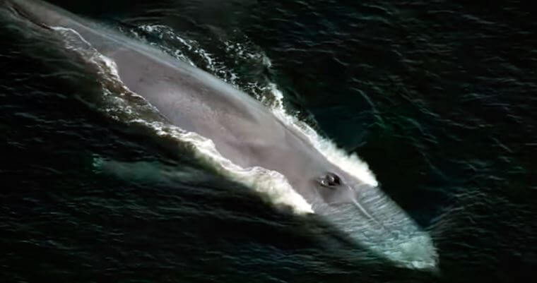 Всплытие синего кита