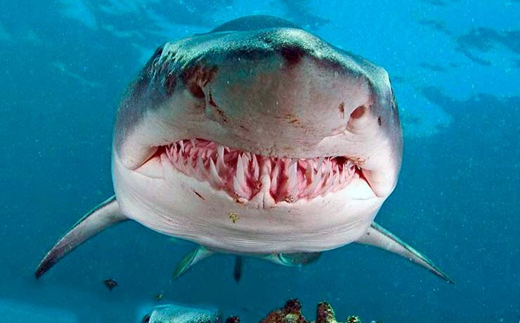 Тигровая акула фото