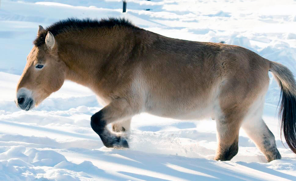 Лошадь Пржевальского фото