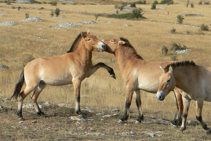 Взаимная привязанность лошадей Пржевальского