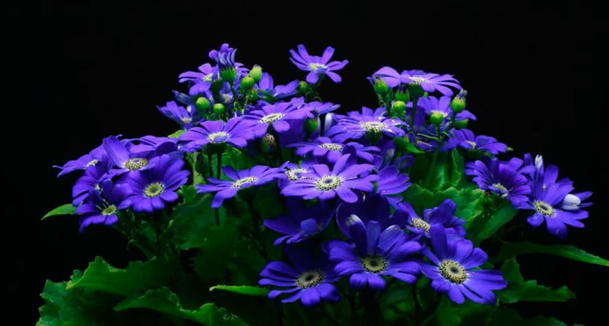 Фото фиолетовых цветов цинерарии