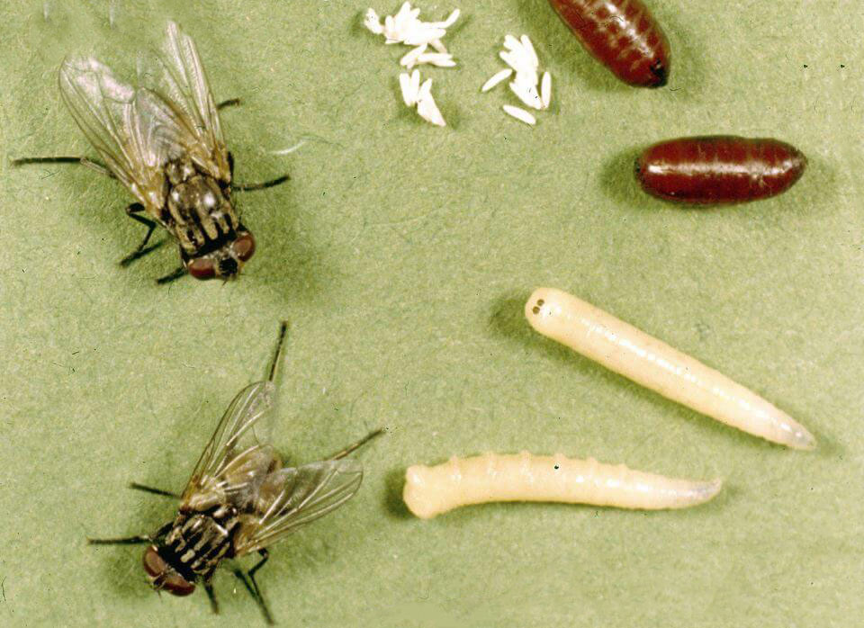 Стадии размножения мухи домашней