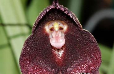 Род орхидей Дракула