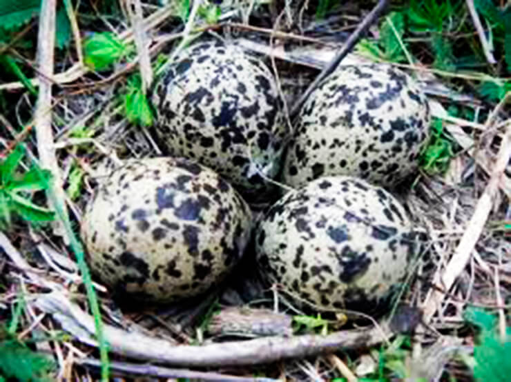 Гнездо чибиса с яйцами