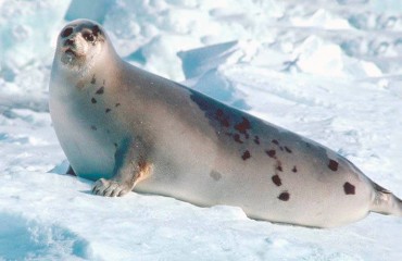 Тюлень гренландский