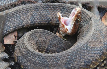 Змія водяна мокасинова