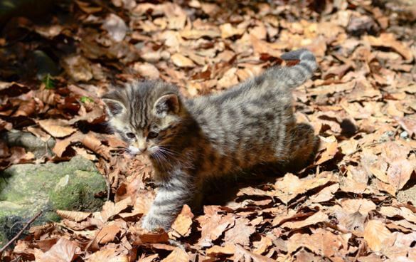 Котёнок кота лесного