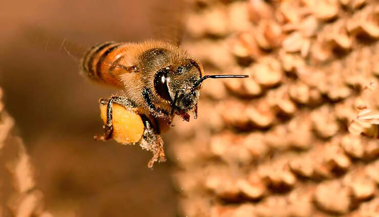 Пчела медоносная фото