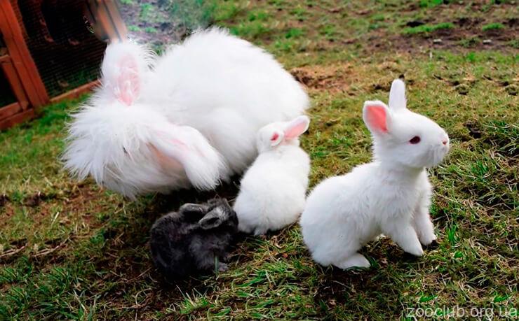 Фото ангорского кролика