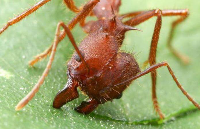 Фото муравья-листореза