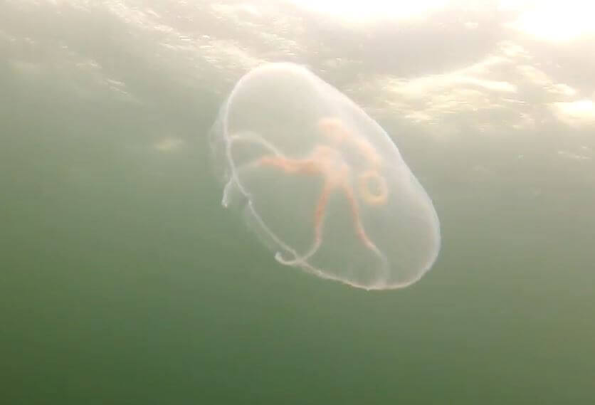 Стрекательные органы медузы аурелии