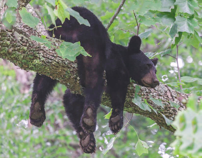 Черный медвеьд на дереве