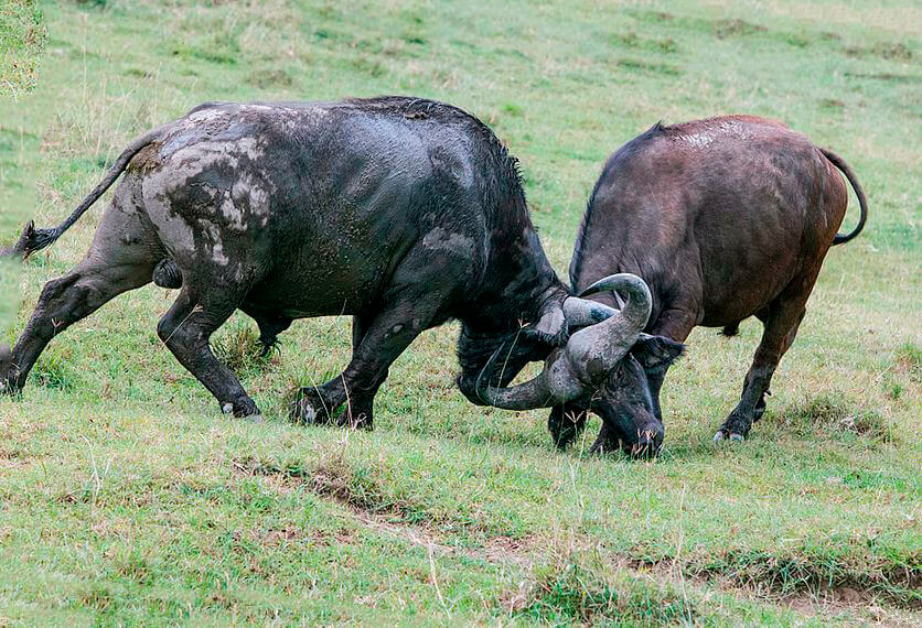 Битва африканских буйволов