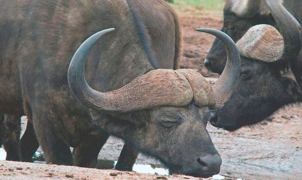 Водопой африканских буйволов