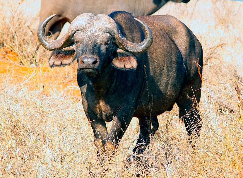 Картинка с африканским буйволом