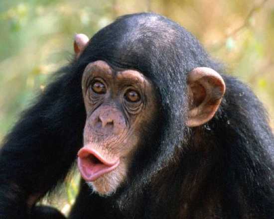 шимпанзе кулинар