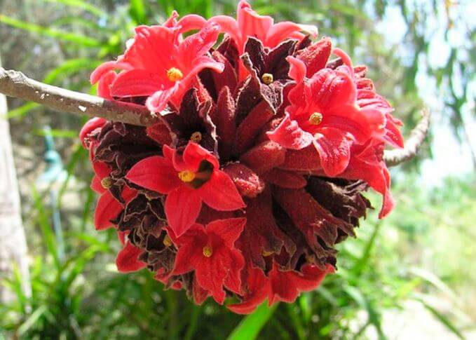 Цветок Brachychiton