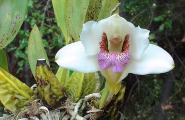 Орхидея бифренария