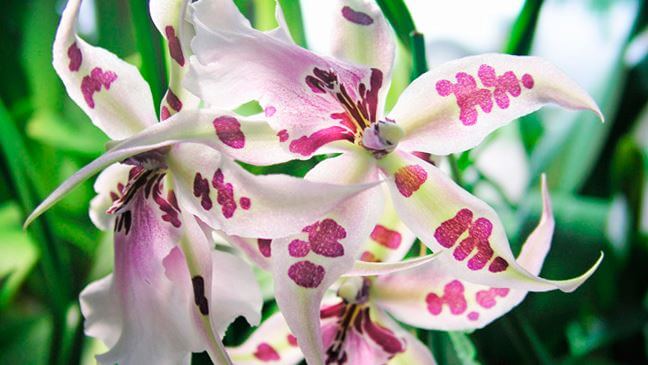 Нежный цветок орхидеи камбрия