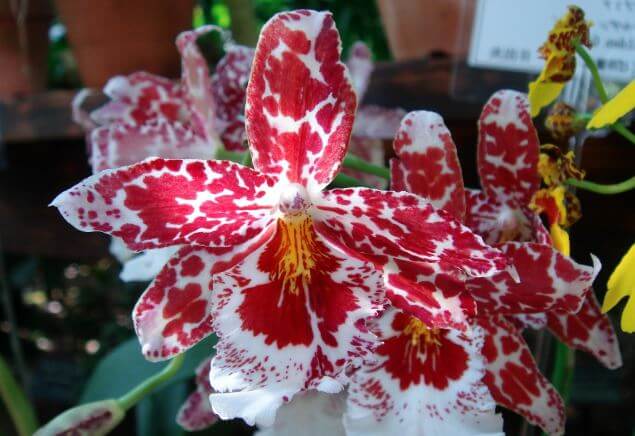 Красивый цветок Сambria orchid