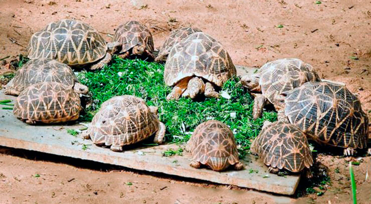 Место обитания индийской звездчатой черепахи