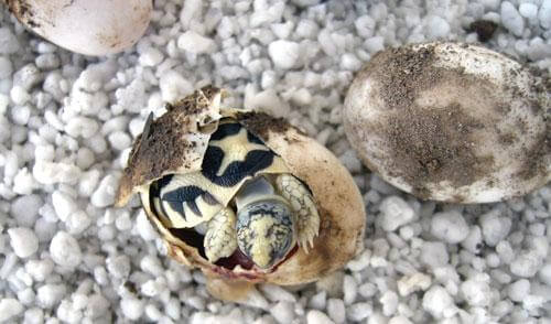 Индийская звездчатая черепаха в яйце