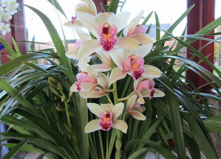 Орхидея цимбидиум фото