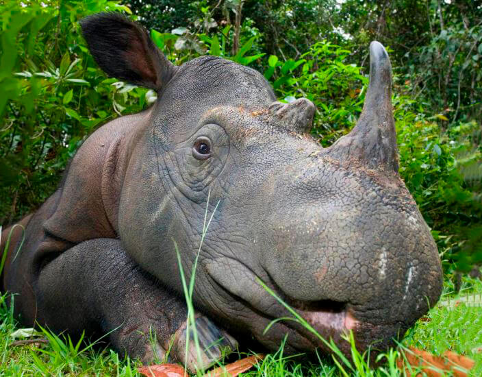 Суматранский носорог фото