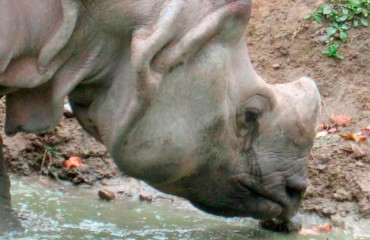 Суматранський носоріг