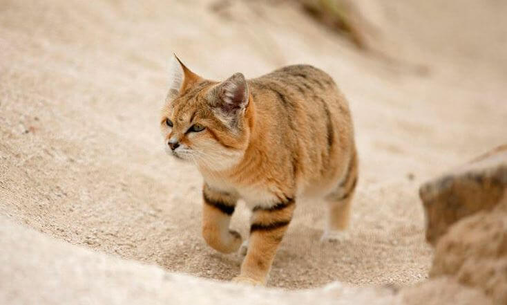 Барханная кошка фото