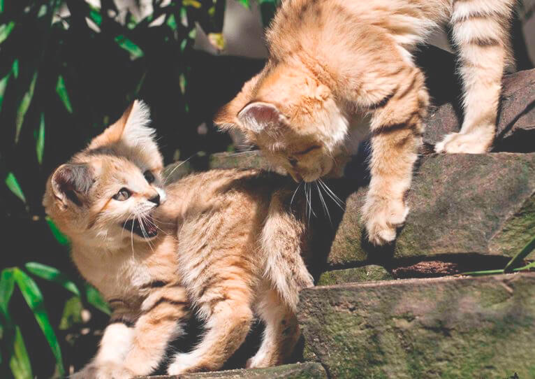 Барханная кошка с котёнком