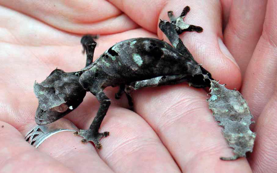 Зверек из мадагаскара с большими глазами – фантастический листохвостый геккон