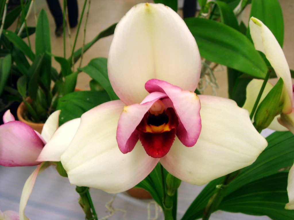 Цветоносы орхидеи Ликаста достигают от 16 до 30 см в длину