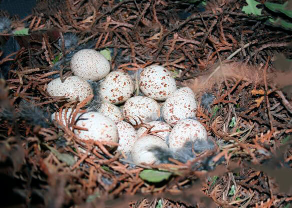 Гнездо калифорнийского хохлатого перепела