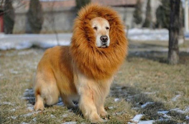 Собака в костюме льва