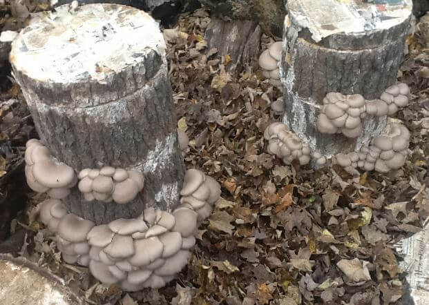 выращивание грибов на колоде