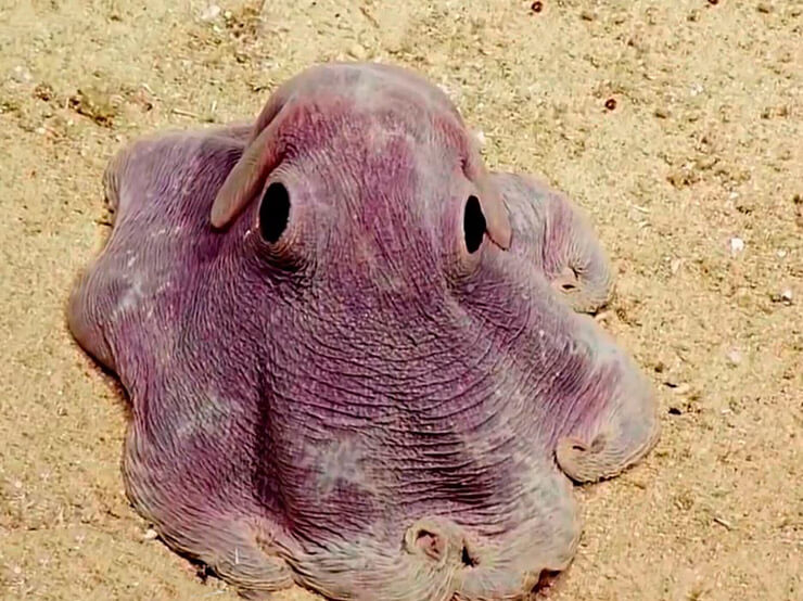 Grimpoteuthis картинка