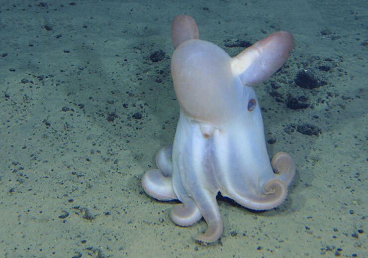 Grimpoteuthis фото