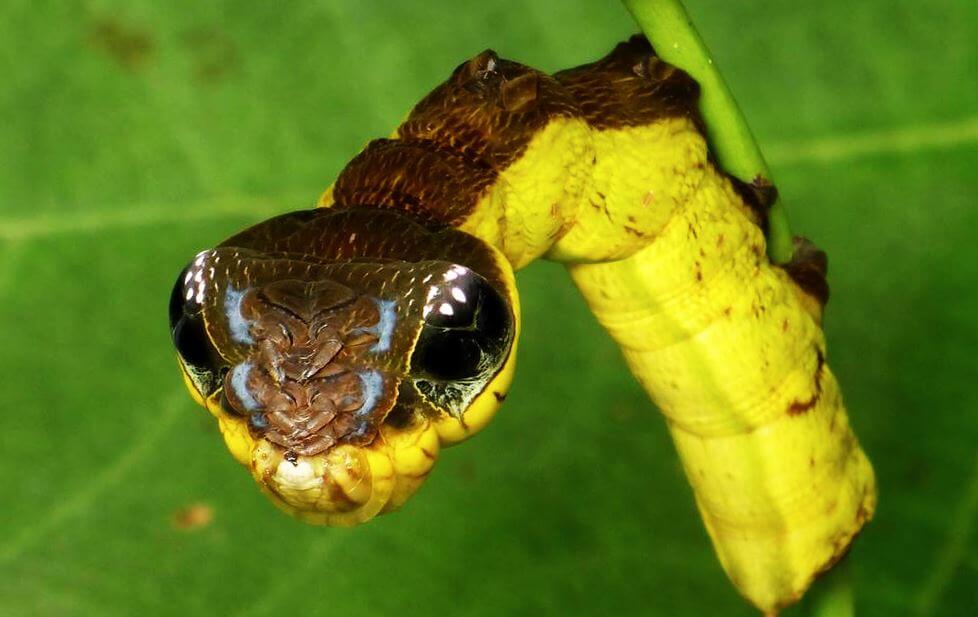 Гусеница, которая маскируется в змею (2 фото)