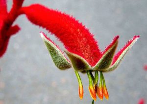 Красный цветок анигозантоса фото